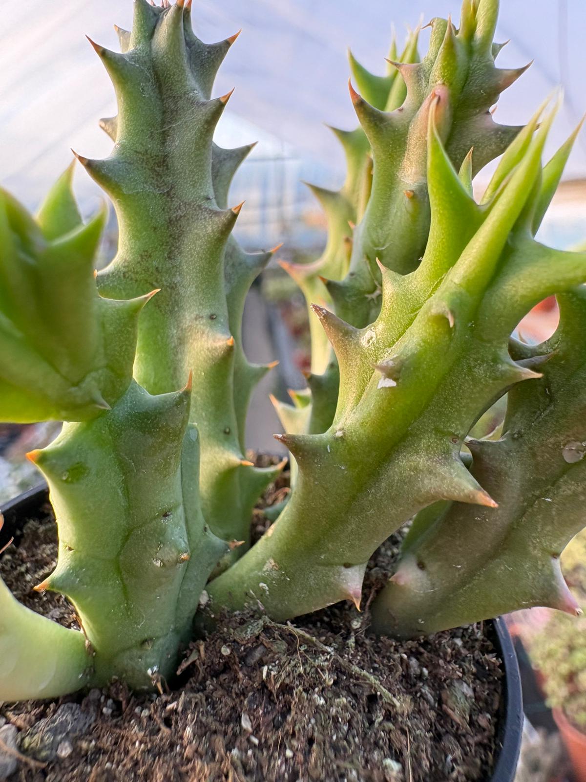 WhatsApp Image 2026-03-19 at 19.09.57 (1)