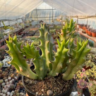 WhatsApp Image 2026-03-19 at 19.09.58