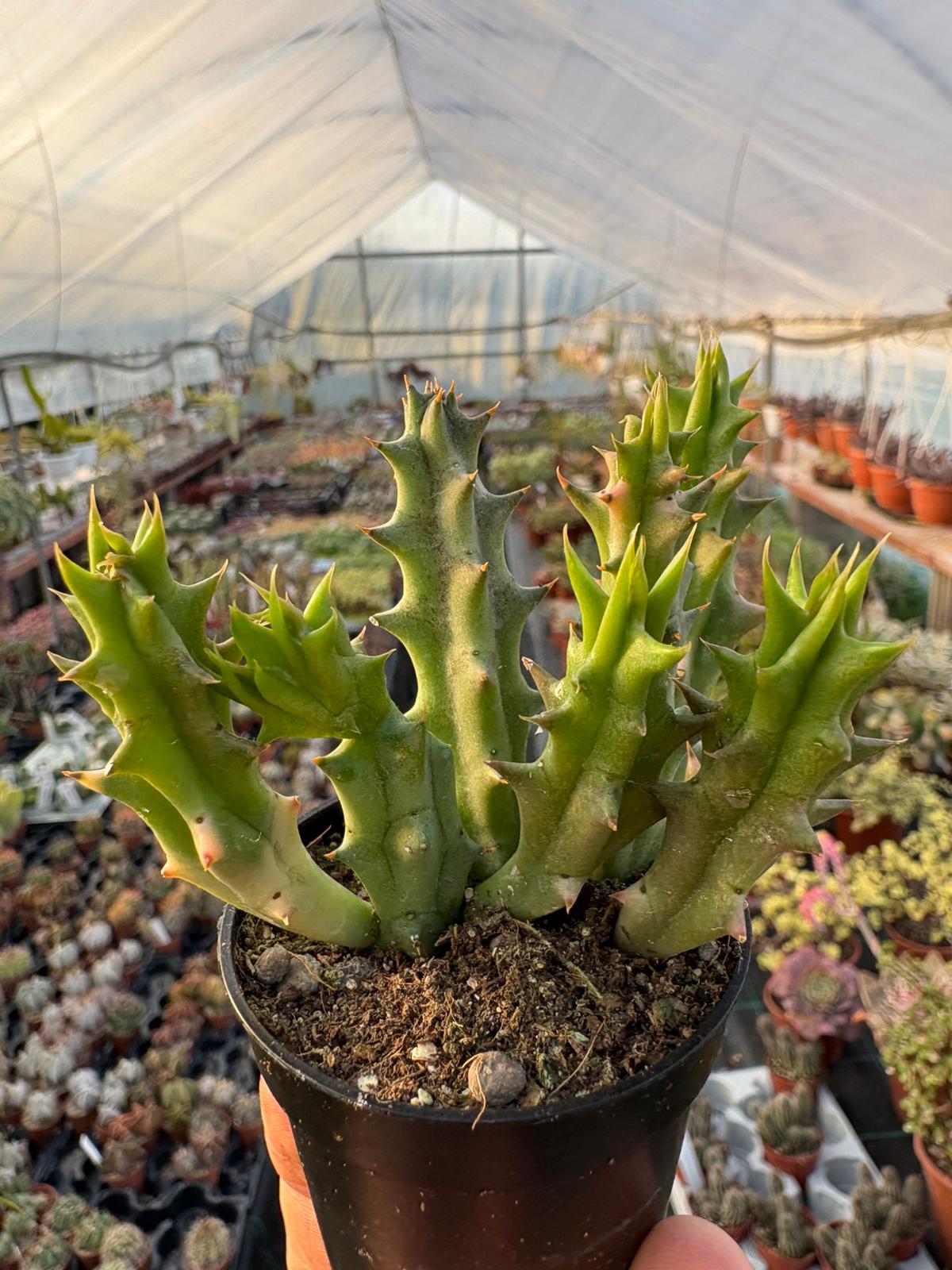 WhatsApp Image 2026-03-19 at 19.09.58