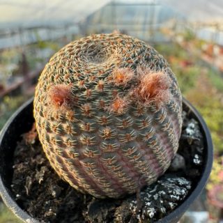 WhatsApp Image 2026-03-19 at 19.10.03