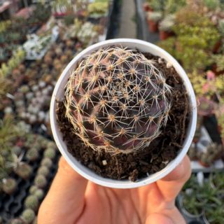 WhatsApp Image 2026-03-19 at 19.10.04 (1)