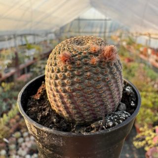 WhatsApp Image 2026-03-19 at 19.10.04