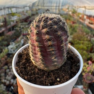 WhatsApp Image 2026-03-19 at 19.10.05 (1)