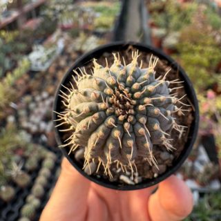 WhatsApp Image 2026-03-19 at 19.10.07