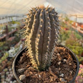 WhatsApp Image 2026-03-19 at 19.10.18 (1)