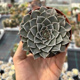 WhatsApp Image 2026-03-23 at 12.47.26